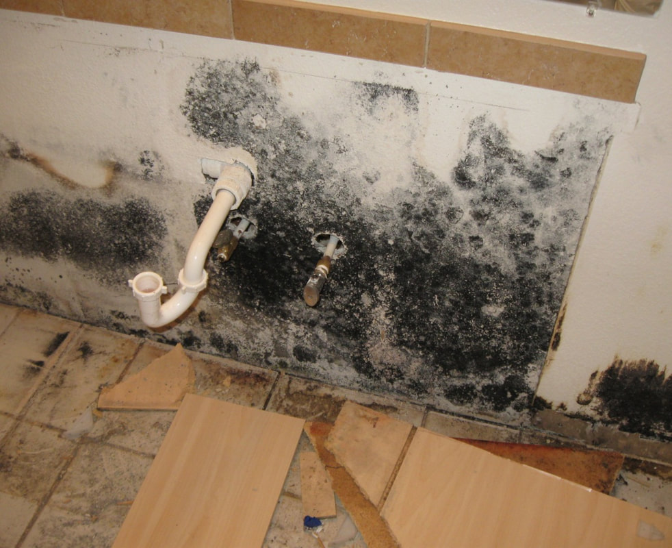 Mold Removal Levittown Pa.