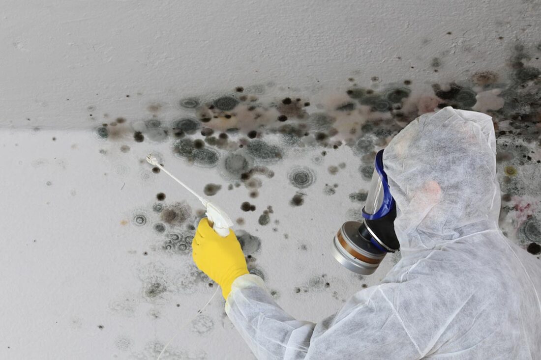 Mold removal Warminster PA