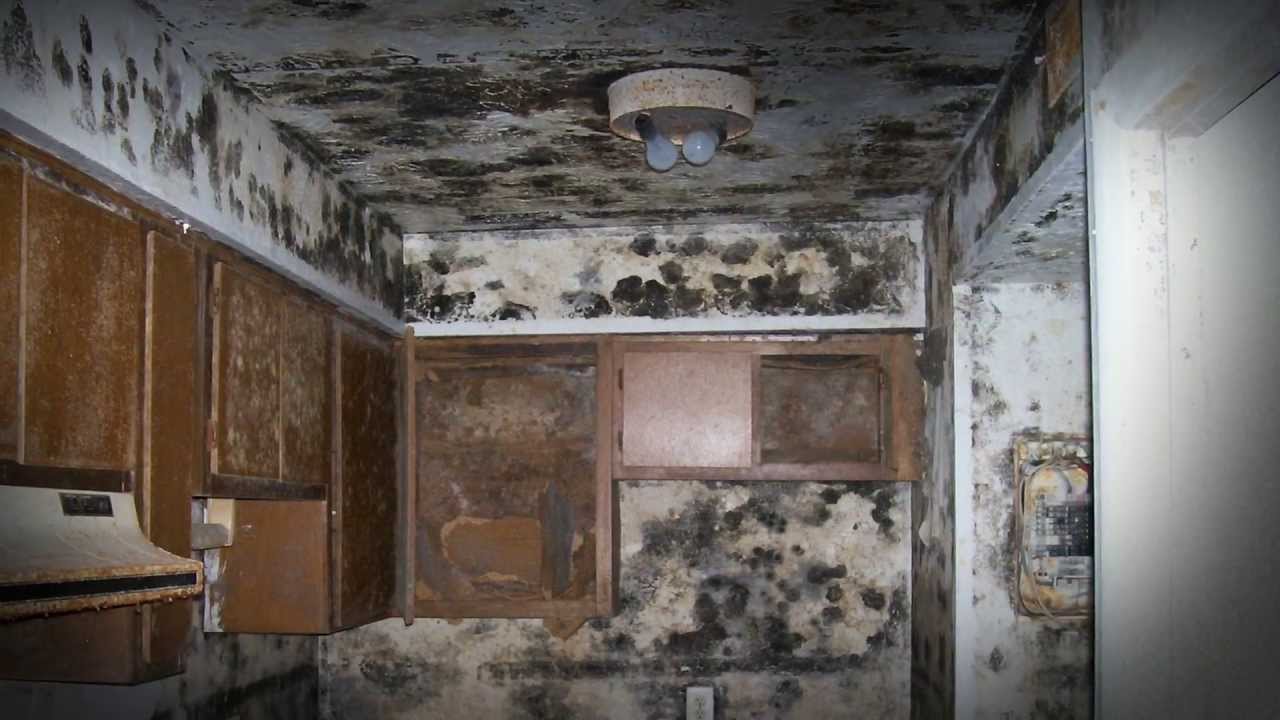 Erase picture and type in title, Mold removal Croydon PA